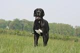 DOGUE ALLEMAND 505